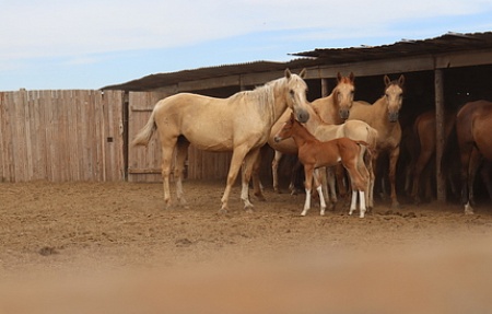 Победитель программы «Агростартап» приобрела лошадей калмыцкой породы для развития КФХ в Володарском районе