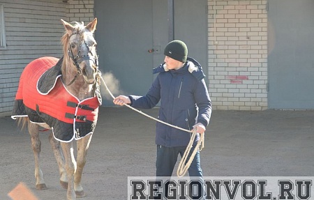 Развитию конного спорта на территории Володарского района быть!