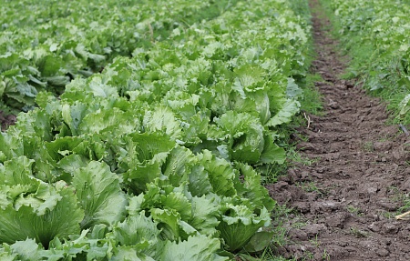 В селе Калинино Володарского района собирают урожай салата